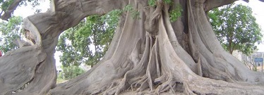 Casamance